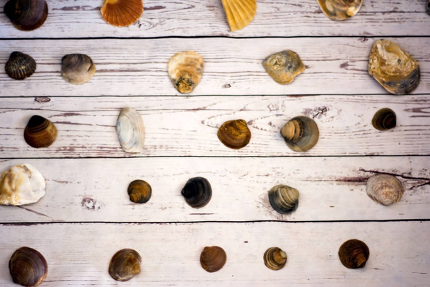 Collectie van clam schelpen geplaatst op een witte houten tafel - Foto, afbeelding