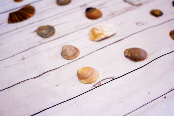 Collectie van clam schelpen geplaatst op een witte houten tafel - Foto, afbeelding