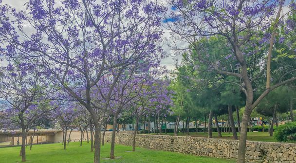 belas árvores de flores roxas no parque Turia Valencia
 - Foto, Imagem