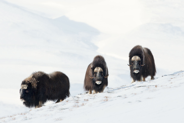 Tres bueyes almizcleros machos (Ovibos moschatus) de pie en las montañas nevadas de Dovrefjell durante el frío invierno en Noruega
. - Foto, Imagen