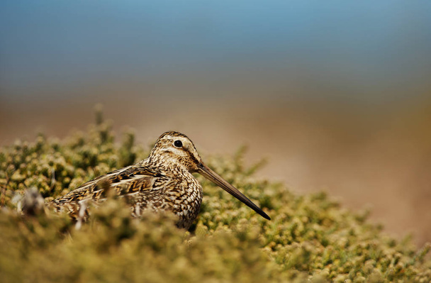 Close up off a snipe feeding in a field on a sunny summer day. - Photo, Image