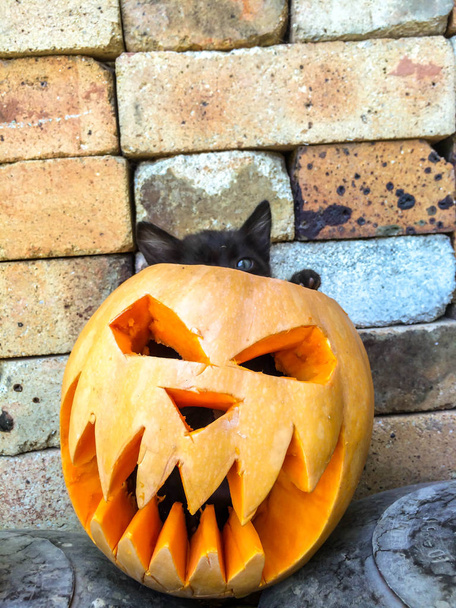 Fiesta de Halloween día de Todos los Santos calabaza tallada en la forma de una cara de miedo gato negro miedo-aversión a la decoración del fondo
 - Foto, Imagen