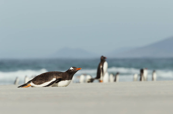 Gentoo pingvin fekvő homokos strandon, az Atlanti-óceán, Falkland-szigetek.  - Fotó, kép