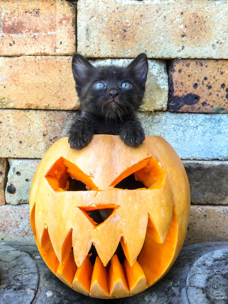 Svátek Halloween dýně všech svatých v podobě strachu odpor k dekoraci na pozadí děsivá tvář černá kočka - Fotografie, Obrázek