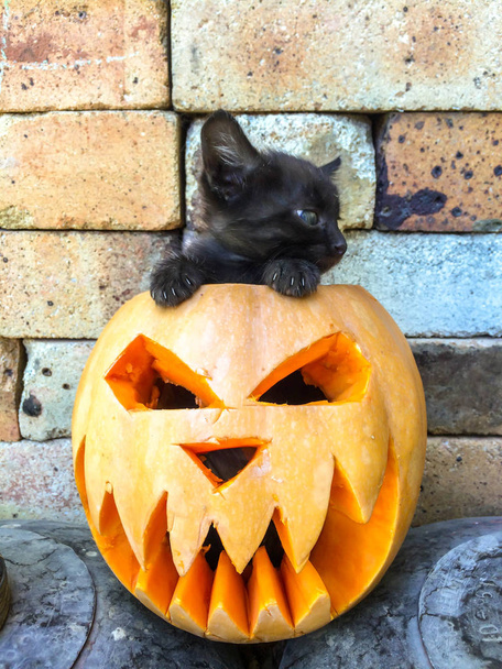 Halloween feast day of All Saints pumpkin carved in the form of a scary face black cat fear-averse to decorating the background - Photo, Image