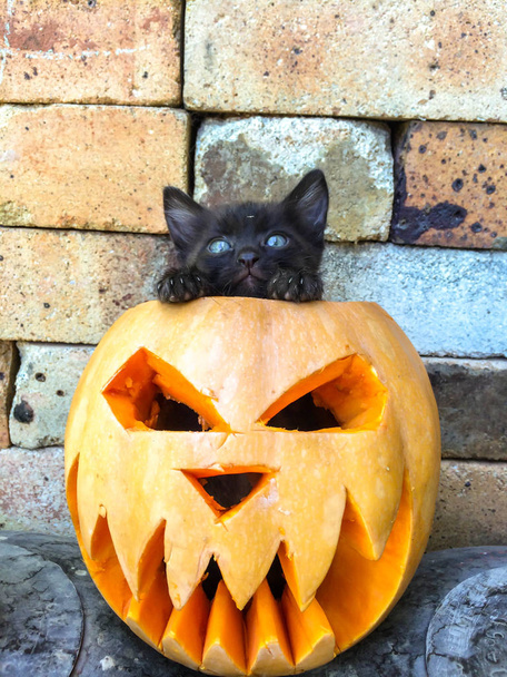 Απόκριες γιορτή των Αγίων Πάντων κολοκύθα σκαλισμένα με τη μορφή μιας γάτας μαύρο τρομακτικό πρόσωπο φόβο που απεχθάνονται να διακοσμούν το φόντο - Φωτογραφία, εικόνα