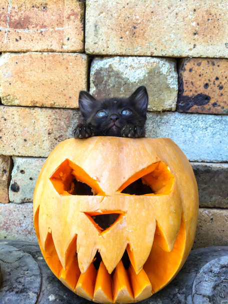 Halloween juhla päivä All Saints kurpitsa veistetty muodossa pelottava kasvot musta kissa pelko-averse koristelu tausta
 - Valokuva, kuva