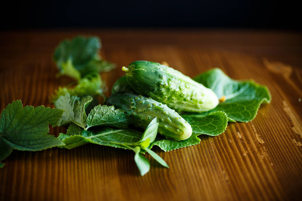 fresh natural organic cucumbers of green color on a wooden table - Фото, зображення
