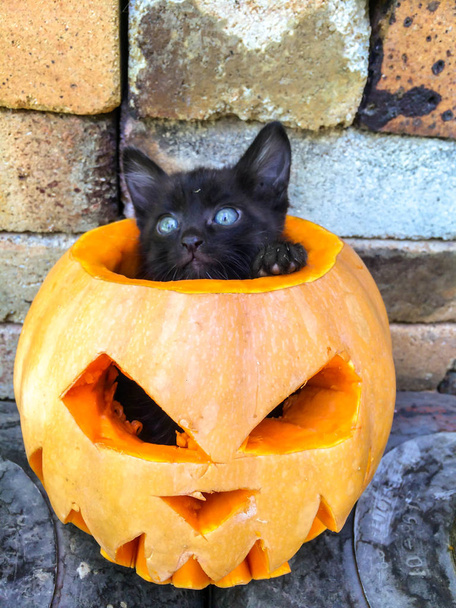 Halloween juhla päivä All Saints kurpitsa veistetty muodossa pelottava kasvot musta kissa pelko-averse koristelu tausta
 - Valokuva, kuva