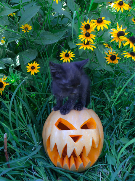 Halloween feast day of All Saints pumpkin carved in the form of a scary face black cat fear-averse to decorating the background - Photo, Image