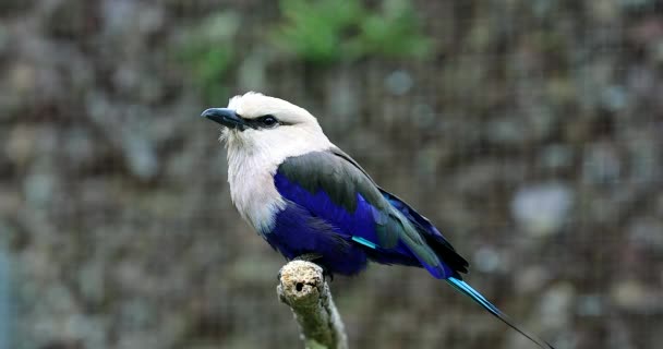 Beautiful Blue-Bellied Roller (Coracias Cyanogaster) Perched on a Tree Branch. Close Up Portrait - DCi 4K Resolution - Footage, Video