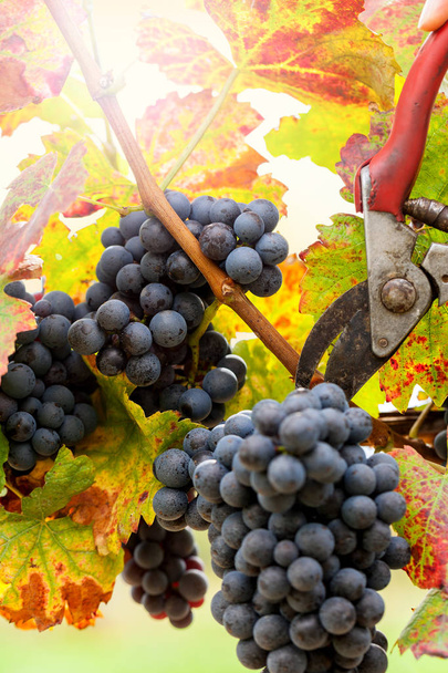 Сбор винограда в винограднике с ножницами для обрезки
. - Фото, изображение
