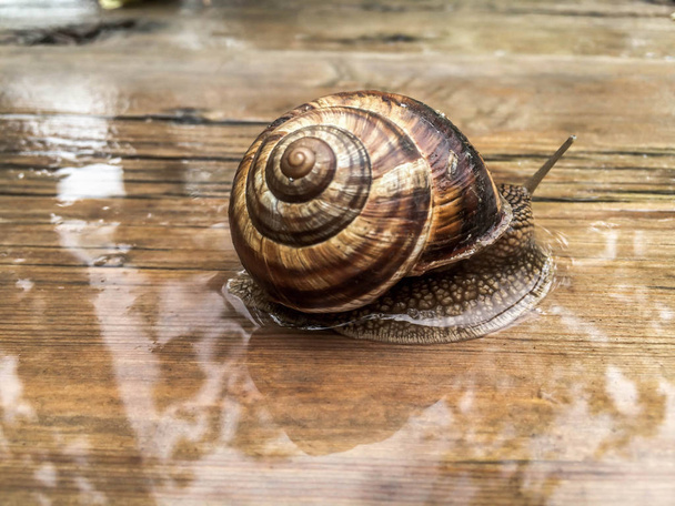 snail large shellfish for dizayna background wallpaper - Photo, Image
