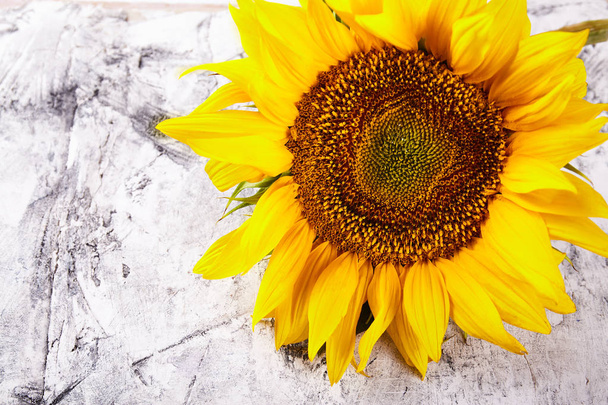 Fresh yellow sunflower close up. Nature background - Photo, Image