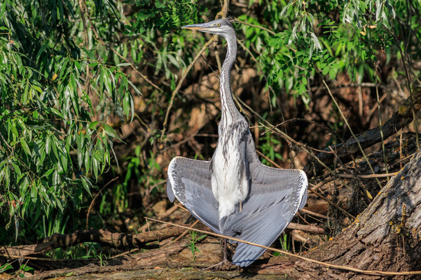 Cinza Heron (Ardea cinerea) em Danúbio Delta, Roménia
 - Foto, Imagem