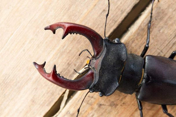Male stag beetle, Lucanus cervus on wood. Beetle deer. - Photo, Image