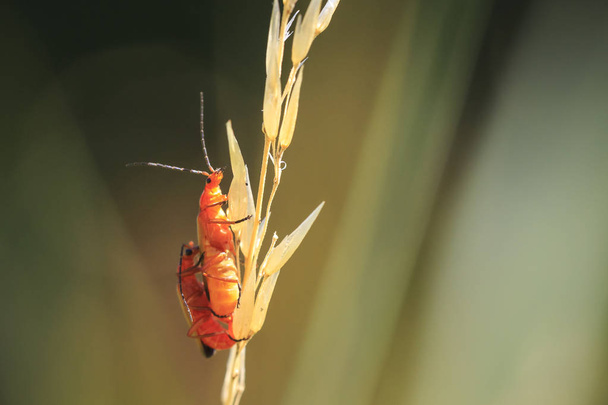 Two common red soldier beetle (Cantharis rufa) mating in grass. - Photo, Image