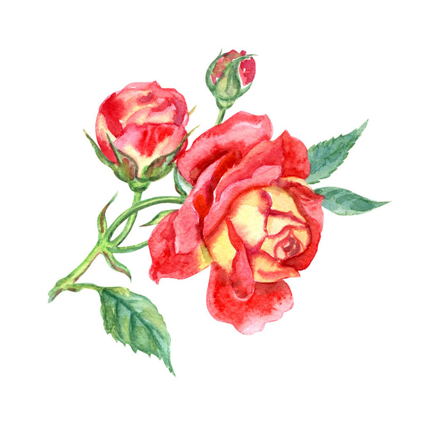 Red and yellow rose with buds, watercolor drawing on white background, isolated with clipping path. - Foto, afbeelding