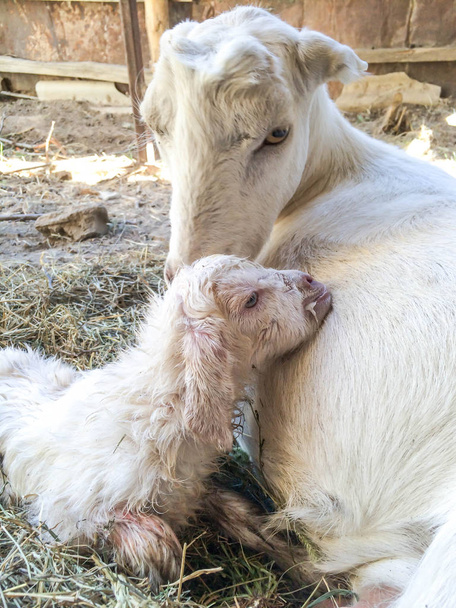 Domesticated goat pet species of artiodactyls with a newborn baby goat white - Photo, Image