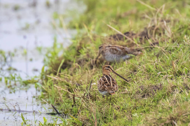 Common snipe Gallinago gallinago foraging in grassland during a cloudy day - Photo, Image