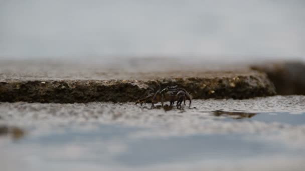 Gestreepte krabben voeding op rotsen in de buurt van de zee - Video