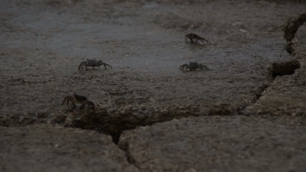 Ριγέ καβούρια σίτιση σε βράχια κοντά στην θάλασσα - Πλάνα, βίντεο