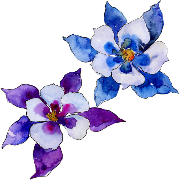 Watercolor blue aquilegia flower. Floral botanical flower. Isolated illustration element. Aquarelle wildflower for background, texture, wrapper pattern, frame or border. - 写真・画像