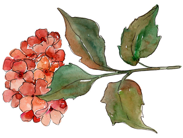 Aquarel rode gortenzia bloem. Floral botanische bloem. Geïsoleerde illustratie element. Aquarelle wildflower voor achtergrond, textuur, wrapper patroon, frame of rand. - Foto, afbeelding