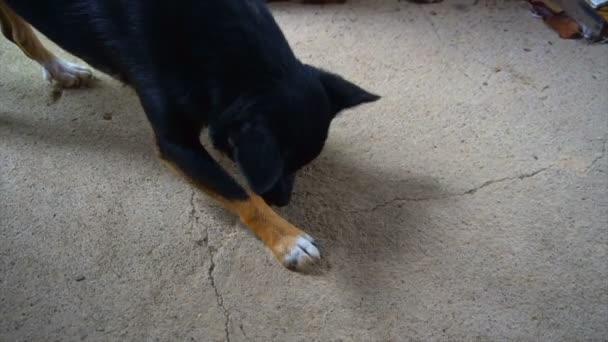 Un perro pequeño agarra una concha y se come una nuez
 - Imágenes, Vídeo