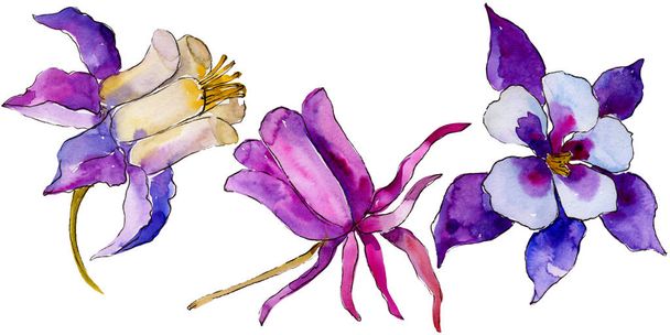 Ακουαρέλα aquilegia μπλε λουλούδι. Floral βοτανικό λουλούδι. Απομονωμένη εικονογράφηση στοιχείο. Ακουαρέλα wildflower για φόντο, υφή, μοτίβο περιτύλιγμα, πλαίσιο ή στα σύνορα. - Φωτογραφία, εικόνα