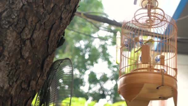 Pájaro cantor enjaulado en venta en jaulas en las calles del casco antiguo de la ciudad capital, Hanoi, Vietnam
 - Metraje, vídeo