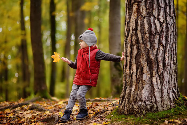 Little boy during stroll in the forest at sunny autumn day. Active family time on nature. Hiking with little kids - Foto, imagen