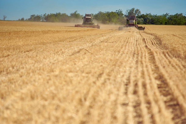 Harvester gathers ripe barley / wheat in the field - Foto, Imagem