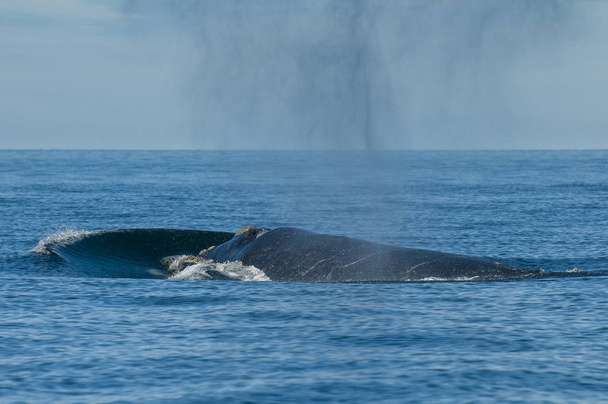 Правих китів, Патагонії, Аргентина  - Фото, зображення