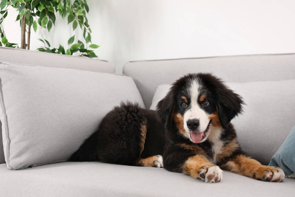 Αξιολάτρευτο Bernese Mountain Dog κουτάβι στον καναπέ σε εσωτερικούς χώρους - Φωτογραφία, εικόνα
