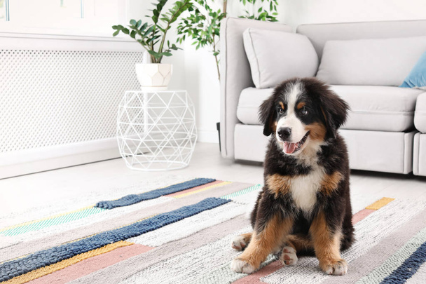 Adorable Bernese Mountain Dog puppy on carpet indoors - Zdjęcie, obraz