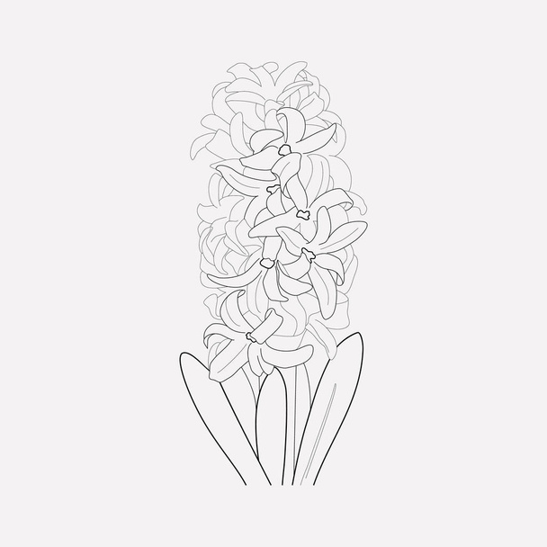 Hyacinth icon line element. Vector illustration of hyacinth icon line isolated on clean background for your web mobile app logo design. - Vector, Image