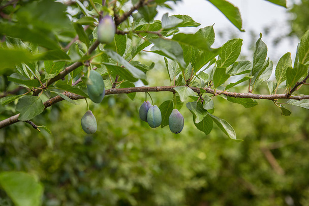 Beautiful green plum on a branch in a home garden. Fruit. - Photo, Image