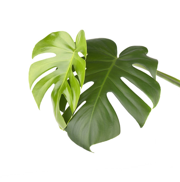 Tropical jungle monstera leaves isolated, swiss cheese plant, isolated on white background - Photo, Image