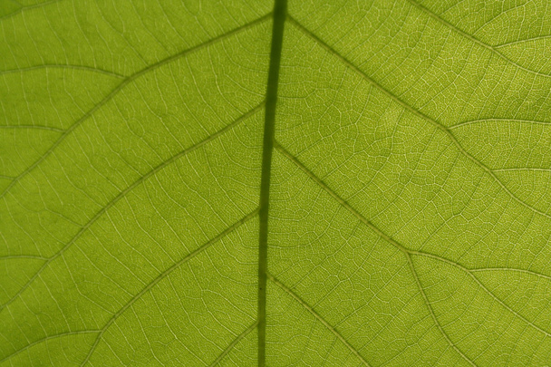 Venas de hojas
 - Foto, Imagen