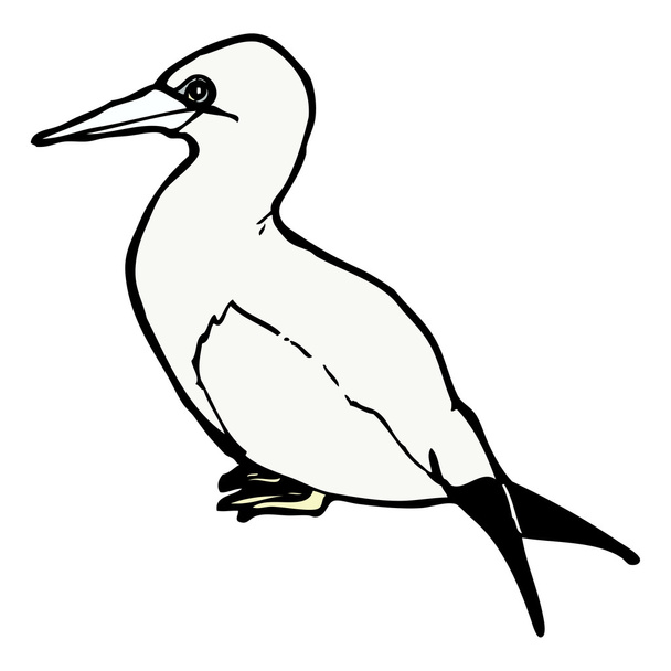 Corvo-marinho
 - Vetor, Imagem