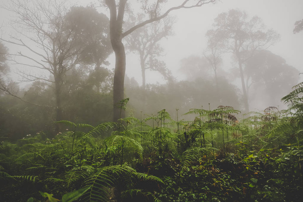 Bosque lluvioso con niebla
 - Foto, imagen