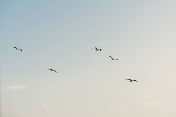 a fehér sirályok ellen azl égen repülő csoport - Fotó, kép