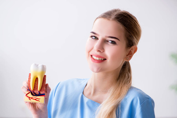 Giovane infermiera medico con modello di dente - Foto, immagini