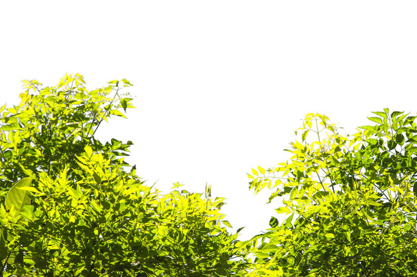 Groene blad patroon op het oppervlak met geïsoleerde witte achtergrond. - Foto, afbeelding
