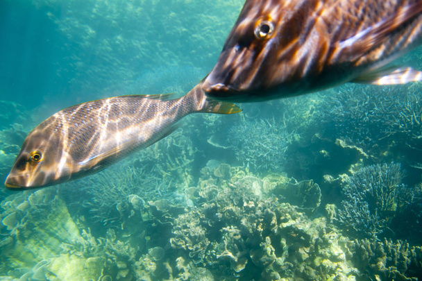 Imperatore lustrino (Snapper verde) - Ningaloo Reef - Australia
 - Foto, immagini