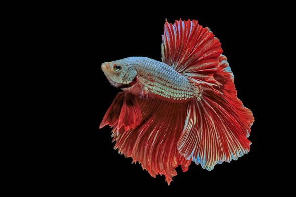 siamesischer Kampffisch, roter Fisch, schwarzer Hintergrund betta splendens, betta fish, half moon betta. - Foto, Bild
