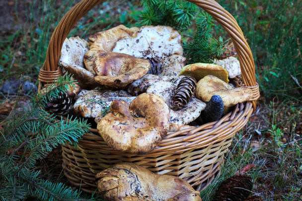 Full basket of autumn mushrooms. Natural organic food. Mushrooms in a natural setting, with earth, leaves and branches of needles. Autumn gathering of mushrooms. Composition with wild mushrooms. - Photo, Image