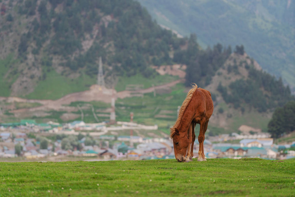Pferd weidet Gras auf der Weide mit Blick auf die ländliche Stadt und die Berge in Sonamarg, Jammu und Kaschmir, Indien - Foto, Bild
