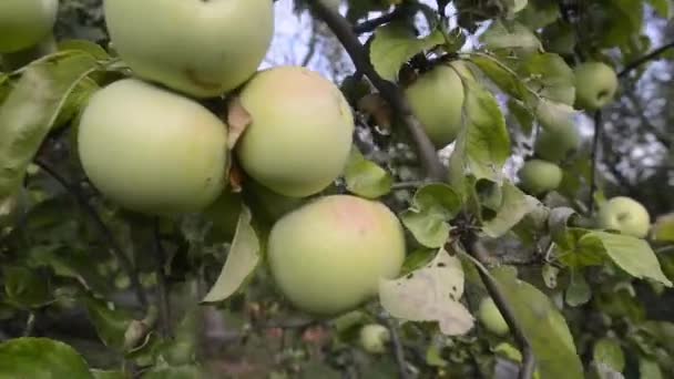 πολλά μήλα πάνω σε δέντρο - Πλάνα, βίντεο